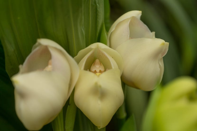 revistacarpediem.com - Flores que parecem ter 'bebês dentro' são fantásticas obras da natureza