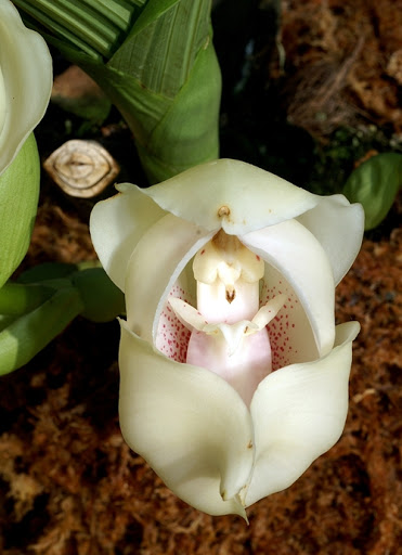 revistacarpediem.com - Flores que parecem ter 'bebês dentro' são fantásticas obras da natureza