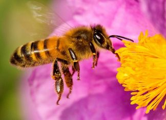 As abelhas foram consideradas o ser vivo mais importante do mundo