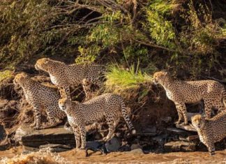 Fotógrafos da vida selvagem capturaram cenas incríveis de uma família chita atravessando rio com crocodilos