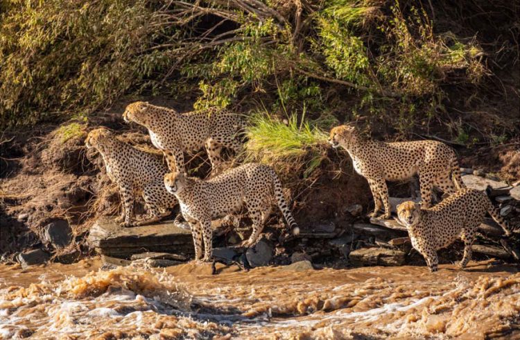 revistacarpediem.com - Fotógrafos da vida selvagem capturaram cenas incríveis de uma família chita atravessando rio com crocodilos