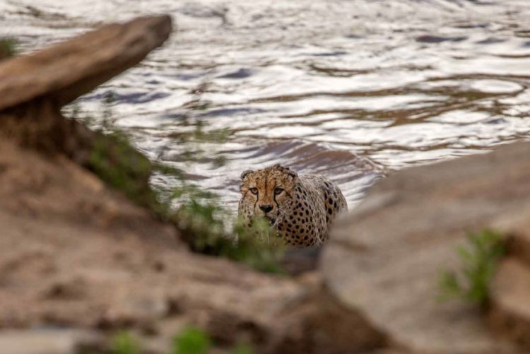 revistacarpediem.com - Fotógrafos da vida selvagem capturaram cenas incríveis de uma família chita atravessando rio com crocodilos