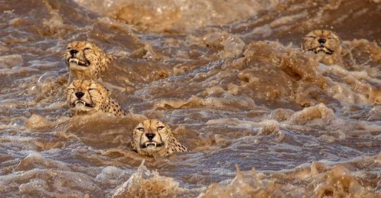 revistacarpediem.com - Fotógrafos da vida selvagem capturaram cenas incríveis de uma família chita atravessando rio com crocodilos