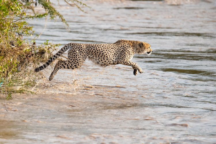 revistacarpediem.com - Fotógrafos da vida selvagem capturaram cenas incríveis de uma família chita atravessando rio com crocodilos