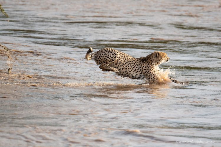 revistacarpediem.com - Fotógrafos da vida selvagem capturaram cenas incríveis de uma família chita atravessando rio com crocodilos