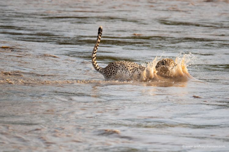 revistacarpediem.com - Fotógrafos da vida selvagem capturaram cenas incríveis de uma família chita atravessando rio com crocodilos