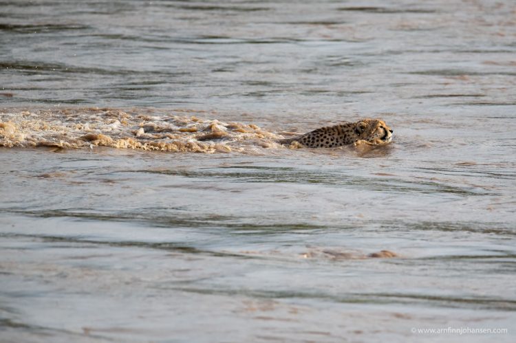 revistacarpediem.com - Fotógrafos da vida selvagem capturaram cenas incríveis de uma família chita atravessando rio com crocodilos