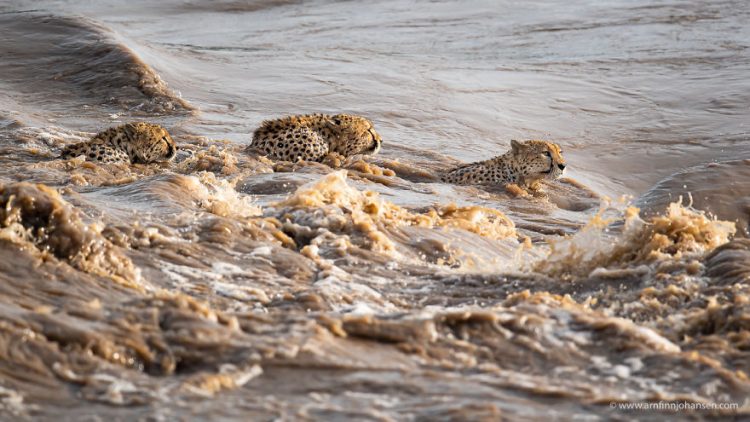 revistacarpediem.com - Fotógrafos da vida selvagem capturaram cenas incríveis de uma família chita atravessando rio com crocodilos