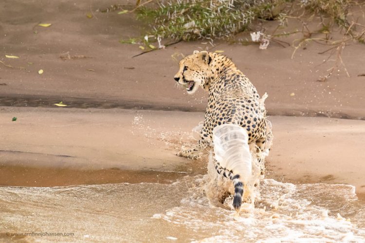 revistacarpediem.com - Fotógrafos da vida selvagem capturaram cenas incríveis de uma família chita atravessando rio com crocodilos