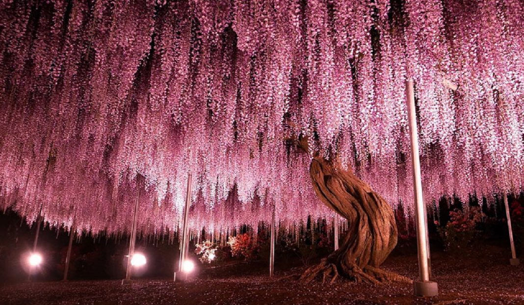 Esta glinícia japonesa de 144 anos parece ter saído de um conto de fadas