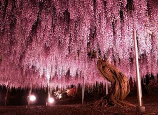 Esta glinícia japonesa de 144 anos parece ter saído de um conto de fadas