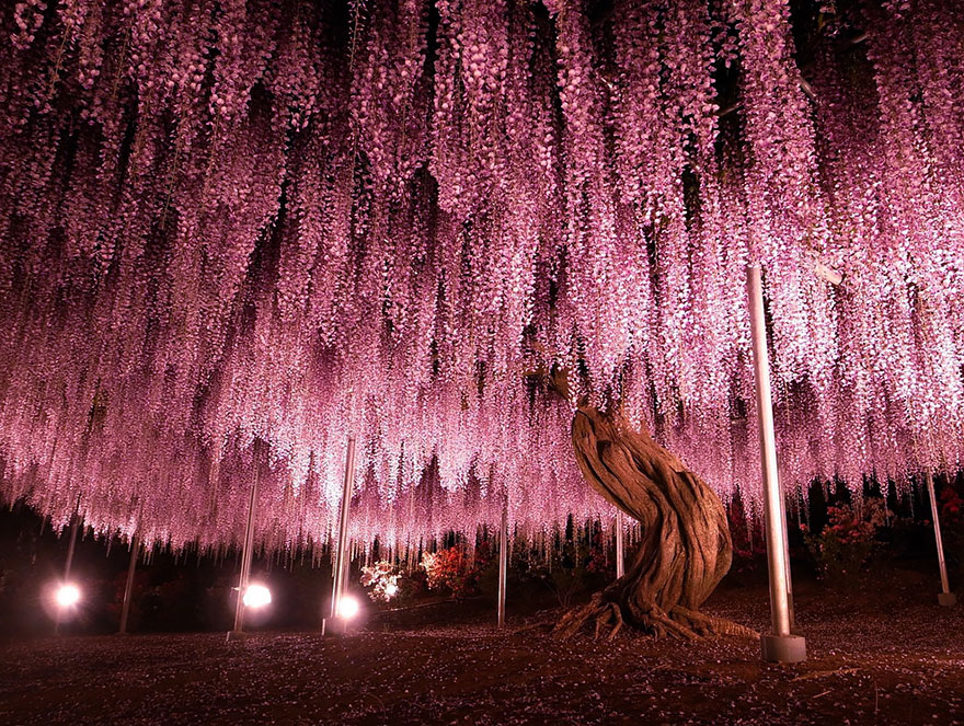 revistacarpediem.com - Esta glinícia japonesa de 144 anos parece ter saído de um conto de fadas