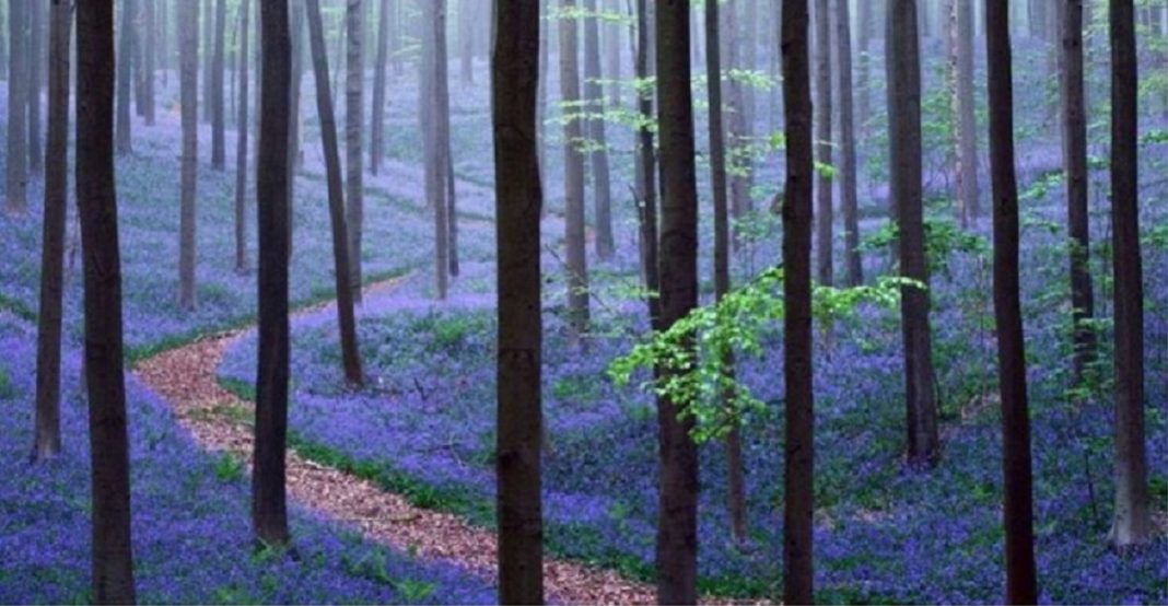 Floresta mágica na Bélgica é coberta de lindas flores azuis