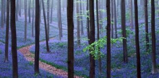 Floresta mágica na Bélgica é coberta de lindas flores azuis