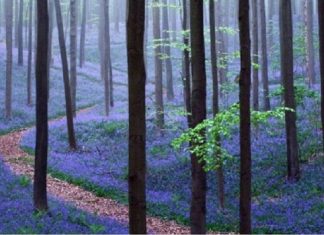Floresta mágica na Bélgica é coberta de lindas flores azuis