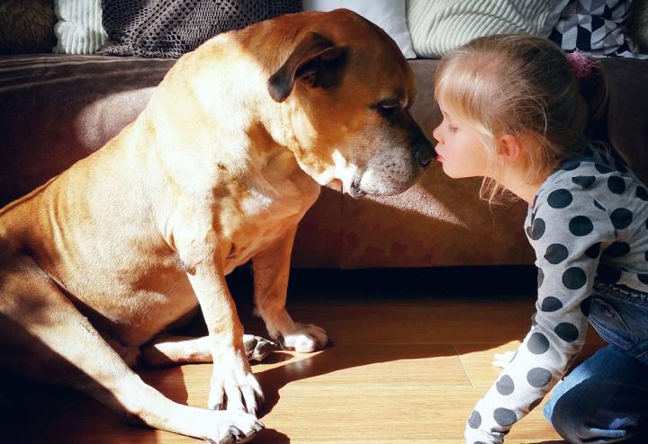 revistacarpediem.com - Com apenas 6 anos, menina fica com seu cão idoso até seu último suspiro