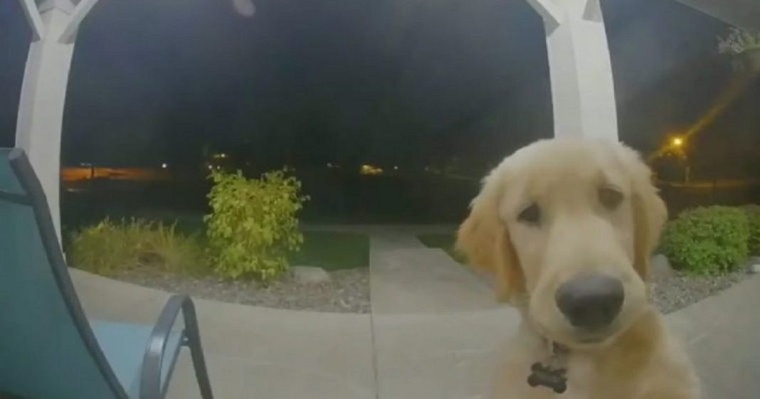 Cachorro consegue fugir de sua casa e logo depois toca a campainha para retornar