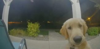 Cachorro consegue fugir de sua casa e logo depois toca a campainha para retornar