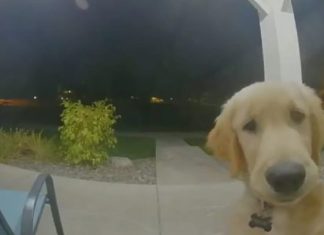 Cachorro consegue fugir de sua casa e logo depois toca a campainha para retornar