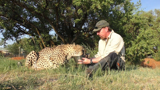 revistacarpediem.com - Cheetah encontra fotógrafo cochilando embaixo de uma árvore e se junta a ele