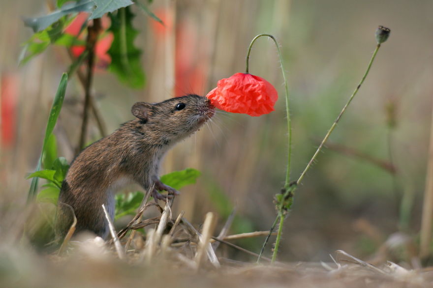 revistacarpediem.com - Esses animais encantados com flores são as coisas mais fofas que você verá hoje