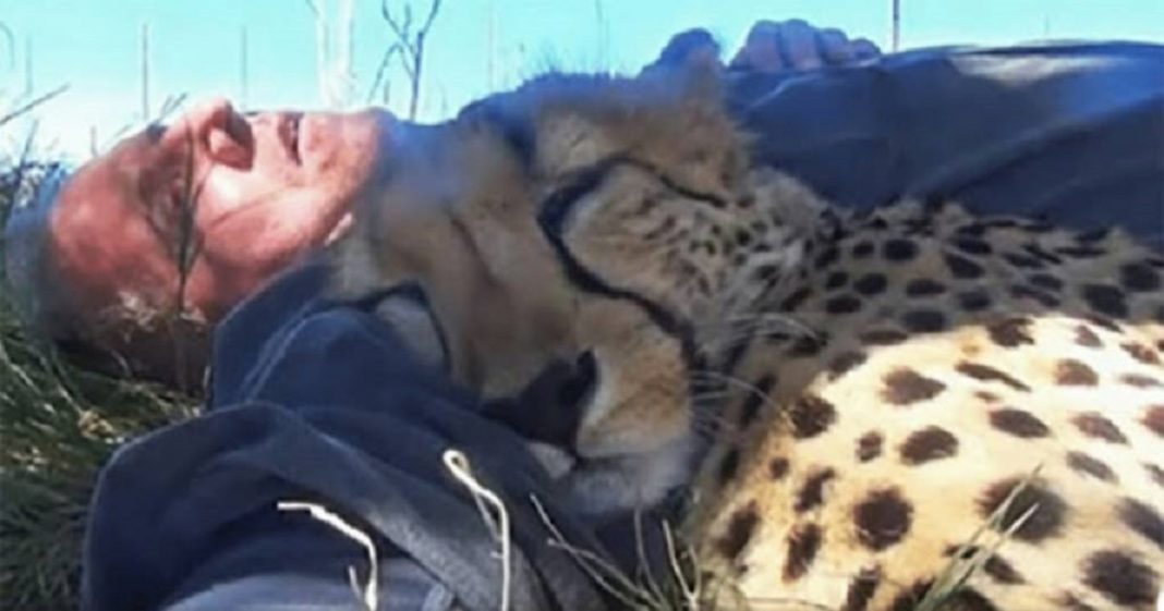 Cheetah encontra fotógrafo cochilando embaixo de uma árvore e se junta a ele