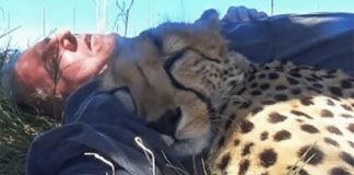 Cheetah encontra fotógrafo cochilando embaixo de uma árvore e se junta a ele