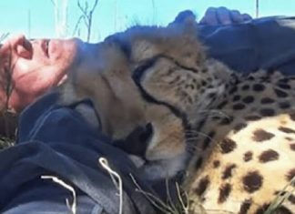 Cheetah encontra fotógrafo cochilando embaixo de uma árvore e se junta a ele