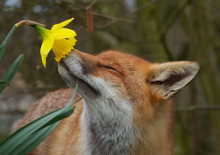 animals smelling flowers 110 - Esses animais encantados com flores são as coisas mais fofas que você verá hoje