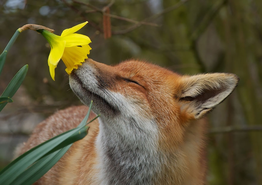 revistacarpediem.com - Esses animais encantados com flores são as coisas mais fofas que você verá hoje