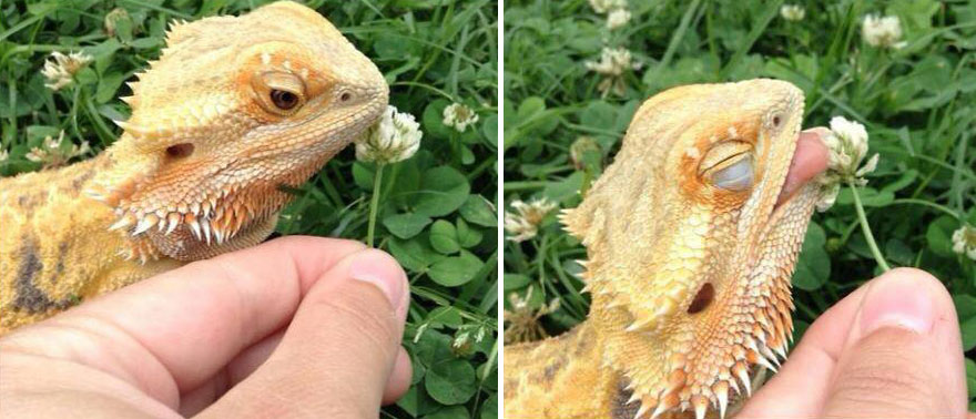 revistacarpediem.com - Esses animais encantados com flores são as coisas mais fofas que você verá hoje