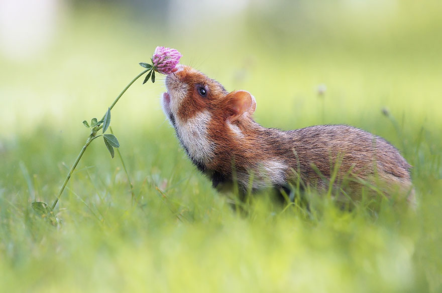 revistacarpediem.com - Esses animais encantados com flores são as coisas mais fofas que você verá hoje