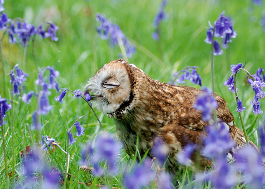 revistacarpediem.com - Esses animais encantados com flores são as coisas mais fofas que você verá hoje