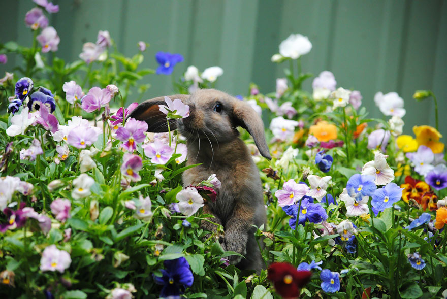 revistacarpediem.com - Esses animais encantados com flores são as coisas mais fofas que você verá hoje