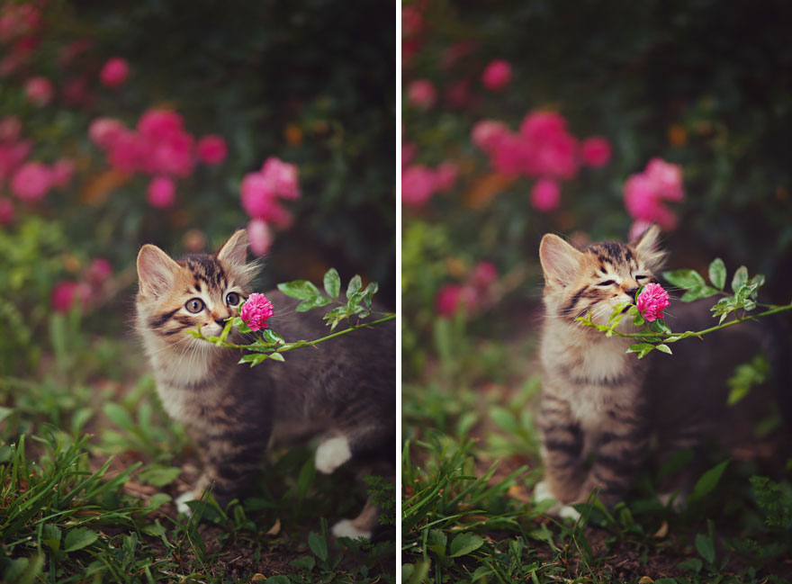 revistacarpediem.com - Esses animais encantados com flores são as coisas mais fofas que você verá hoje