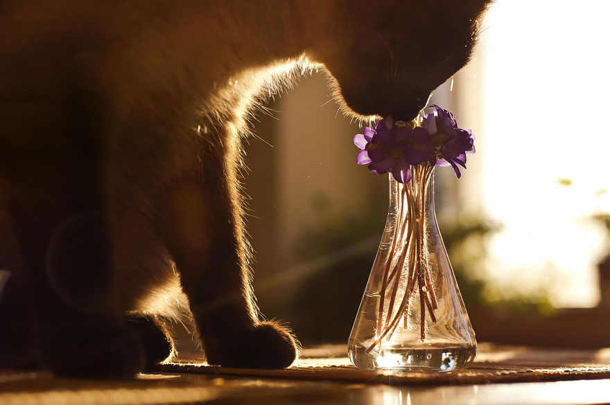 revistacarpediem.com - Esses animais encantados com flores são as coisas mais fofas que você verá hoje