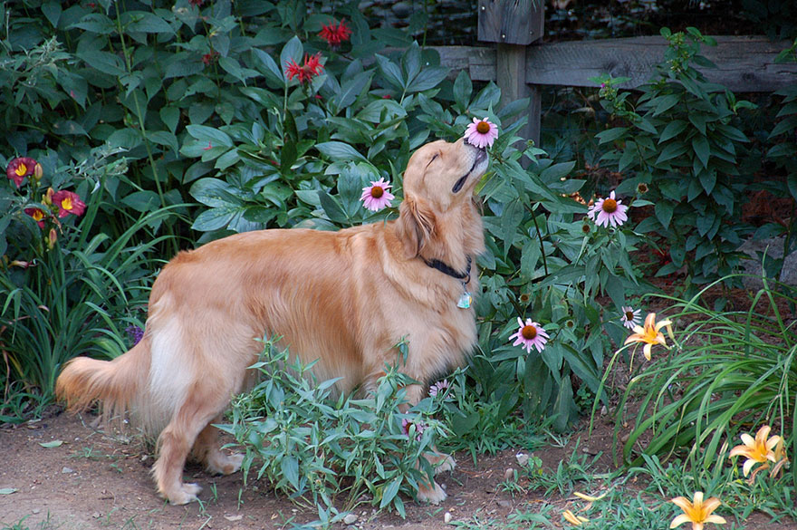 revistacarpediem.com - Esses animais encantados com flores são as coisas mais fofas que você verá hoje