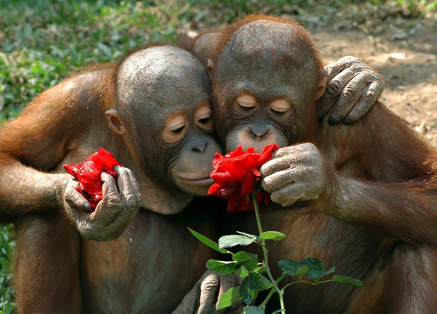 revistacarpediem.com - Esses animais encantados com flores são as coisas mais fofas que você verá hoje