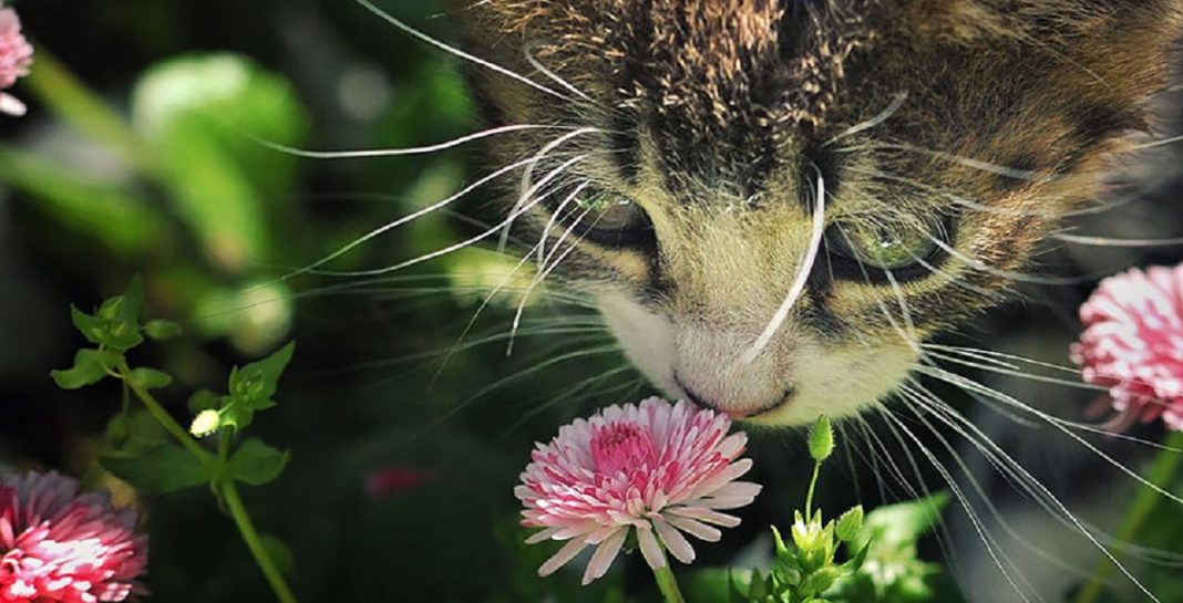 Esses animais encantados com flores são as coisas mais fofas que você verá hoje