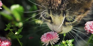 Esses animais encantados com flores são as coisas mais fofas que você verá hoje