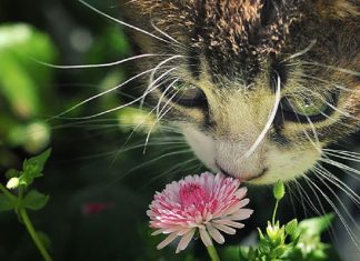 Esses animais encantados com flores são as coisas mais fofas que você verá hoje