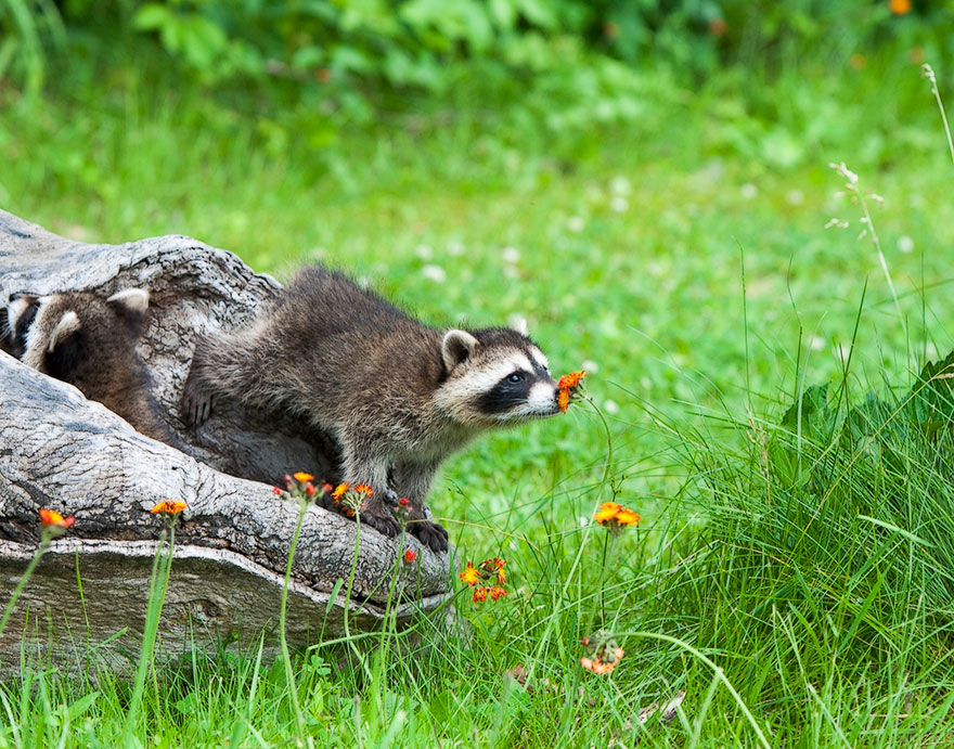 revistacarpediem.com - Esses animais encantados com flores são as coisas mais fofas que você verá hoje