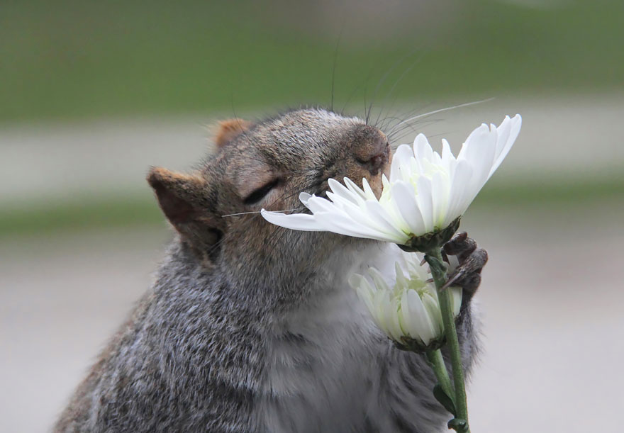 revistacarpediem.com - Esses animais encantados com flores são as coisas mais fofas que você verá hoje