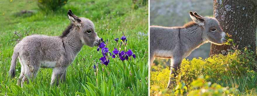 revistacarpediem.com - Esses animais encantados com flores são as coisas mais fofas que você verá hoje