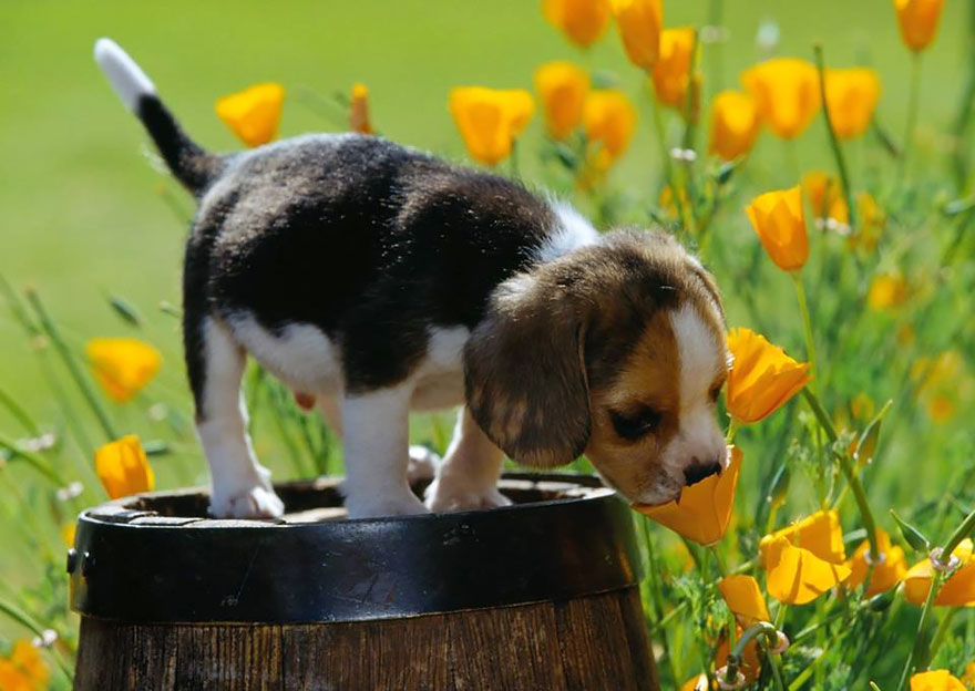 cãozinho - Esses animais encantados com flores são as coisas mais fofas que você verá hoje