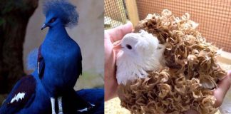 10 espécies de pombos que vão te fazer olhar diferente para esses animais nas ruas
