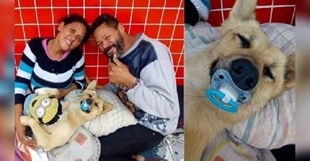 Cachorro de moradores de rua ficam famosos após dormir com chupeta na boca