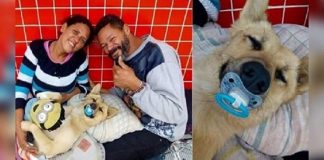 Cachorro de moradores de rua ficam famosos após dormir com chupeta na boca