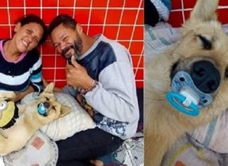 Cachorro de moradores de rua ficam famosos após dormir com chupeta na boca