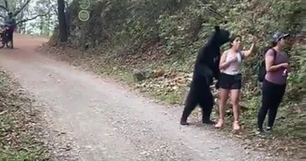 Urso se junta a mulheres em caminhada e posa para selfies